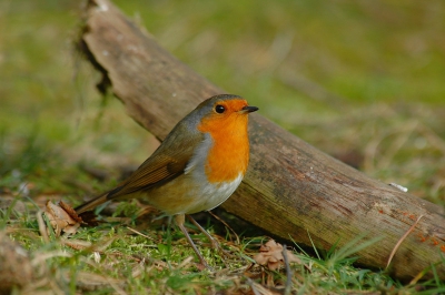 Vanuit de auto zag ik deze roodborst rondscharrelen,ik ben voorzichtig uit de auto gekropen en plat op de grond gaan liggen wachten tot het vogeltje mijn kant op kwam,met dit resultaat.