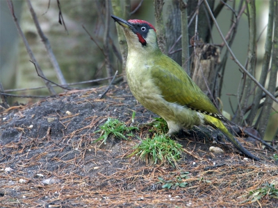 Zat weer eens in een hutje voor kruisbekken etc, maar had deze vogel niet verwacht. Een gewoonlijk moeilijk te fotograferen vogel, ik kan me ook niet heugen dat ik hem eerder gefotografeerd heb ... leuke verrassing dus.