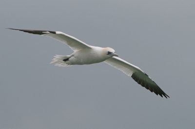 Genomen vanaf het achterdek aan boord van het onderzoekingsschip 'A962' Belgica...

Canon 30D EF70-200mm F2.8 IS USM.
1/500's @ F5.0 , 200mm, ISO100.