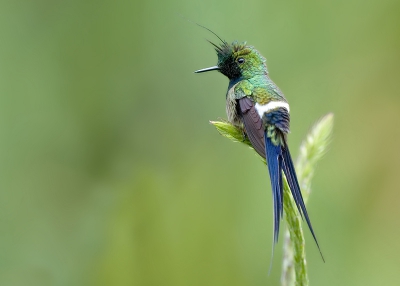 Al lang niets gepost, deze kolibrie nog uit peru dit is een van de kleinste vogels van de wereld van punt snavel tot punt staart net zo lang als ons winterkoning. erg moeilijk te fotograveren heb een middag voor deze soort uitgetrokken en een paar mooie plaatjes aan overgehouden de rest is te vinden op onze site.

http://www.pbase.com/tonbenrob/peru__chile_trip_october_2006

1/125s f/4.5 at 500.0mm iso200