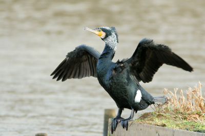 canon eos 350d, canon ef 300mm L is usm lens, canon extender ef 1,4x II