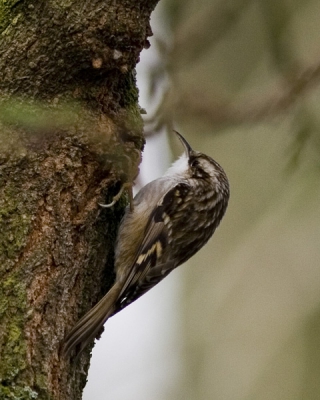 Eerste foto voor birdpix