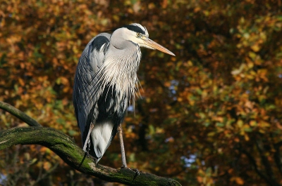 Heerlijk in het zonnetje met op de achtergrond de herfsttinten van het gebladerte van de bomen.
canon eos 350d, canon ef 70-300mm f/4-5,6 is usm