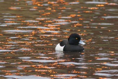 Vanmorgen moest ik me een uurtje vermaken in Hoogezand-Sappemeer. Geen probleem natuurlijk want ik had m'n camera bij me, maar helaas werkte het weer niet mee: grijs, grauw, druilerig en druipend :(
Gelukkig brandde er op een scheepswerf een heldere neon-lamp die met zijn reflectie in het water toch nog wat kleur bracht.