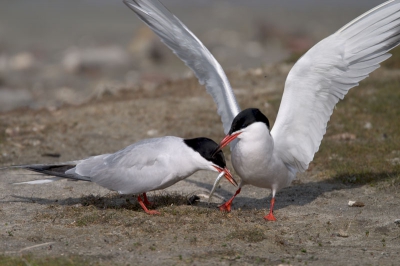 visdiefjes tijdens de overdracht van een visje, zelf vind ik het jammer dat  1 vogel dr niet helemaal opstaat