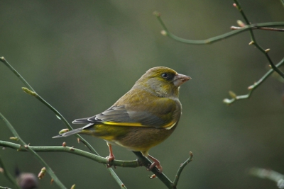 Oefenen met belichting. Deze foto had ik beter met een statief kunnen nemen. De iso moeten verhogen. Scherpte-diepte net te min om de vogel geheel scherp te krijgen....maar vond het toch wel wat hebben. Ben benieuwd naar jullie mening...
Gr, Wal