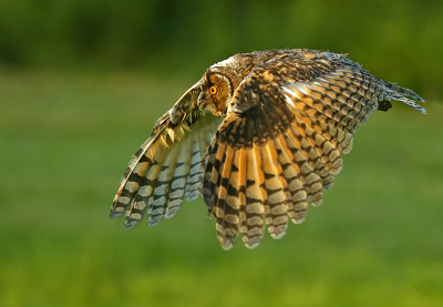 I was very lucky with this shot.
Canon EOS 1D
Canon EF 300mm f2.8 L USM IS
1/640 sec
f2.8
ISO 400 ASA

Senn, www.sencar.hr