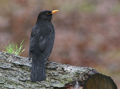 Deze merel zat in de regen.