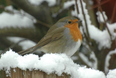 Op "De grote sneeuwdag" zat deze roodborst op de schutting. Na de zoveelste keer bleef ie eindelijk even zitten.