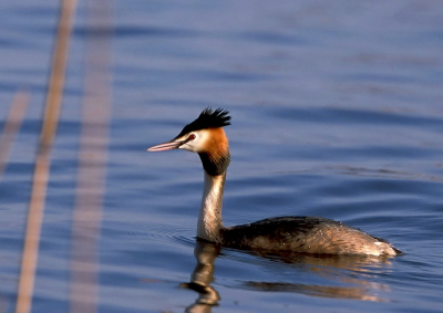 Nikon 801S , Sigma 400mm5.6 macro
Velvia 50 iso , nikonscan 4000
Ik blijf het mooi vinden die kleuren van een velviafilm.
Zou het de nieuwe fuji S5 pro ook lukken ?,komt in maart dit jaar op de markt .