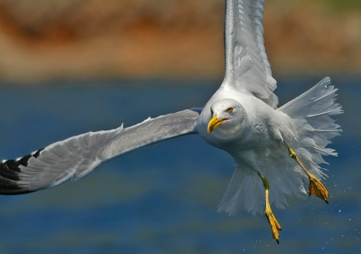 My hobby when on my see house in Senj, Croatia, is picturing seagulls, since they are biggest birds I usualy see in Croatia.

I do not know how you guys are managing to keep white feathers not overburned, that was very big problem for me. I am always shooting in manual mode, underexposing for about -1EV and still having white feathers completly burned out. After long time I managed to take care of that and I think this photo shows it. 

Canon EOS 1D
Canon EF 300mm f4.0 L USM IS
1/2500 sec
f5.6
ISO 200 ASA
RAW

Senn, www.sencar.hr