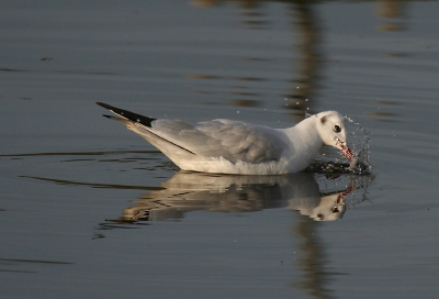 Deze mooie Kokmeeuw dobberde een beetje in het rond op het kanaal. Af en toe hapte hij wat in het water, wat resulteerde in deze foto.
