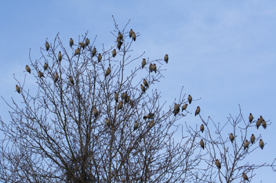 Veel pestvogels vandaag in Ede.