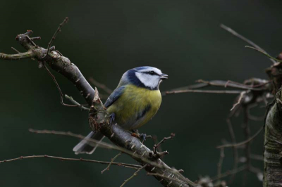 achter in de tuin