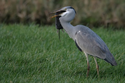 Deze reiger had zin in wat anders dan vis. Ik denk dat het rat is.