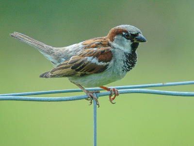 Ik zie hem NOOIT meer in mij tuin, ik moest in het archief duiken voor deze mus. Heel gewoon en toch ook weer niet.