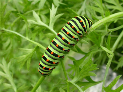 Hier een rups van een koninginnepage op worteltjes in mijn moestuin. Er zaten nog zeker 8 rupsen op de wortels.

Gemaakt met Nk Cp 4500