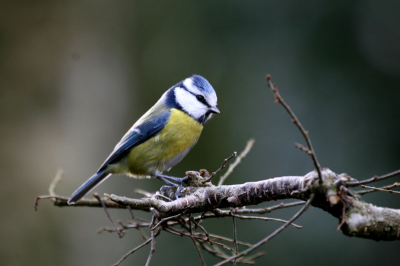 lekker inj de tuin