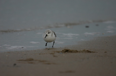 Aan het begin van de middag was het hier nog behoorlijk grijzig weer (kwam later nog goed met de zon) De drieteenstrandloper vind ik n van de leukste vogeltjes die er zijn. Het gedribbel ...daar kan ik lang naar kijken (en achteraan blijven hollen hihi).