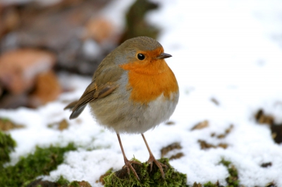 1 dag sneeuw  en toen even een roodborst in het landschap gemaakt