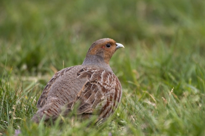 patrijs in de bemmelse uiterwaarden tis al een schuwe vogel maar om hem nou eens op een mooie manier vast te leggen??

vanmorgen zaten dr nog 6 in mn tuin  niet eerder gezien