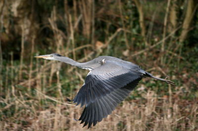 Ik was aan het posten geweest voor een IJsvogel. Eerder deze week had ik hem, zonder fototoestel, tien minuten mogen bekijken toen hij aan het vissen was! Helaas geen succes. Maar in park 't Hof in Vlaardingen heb ik wel veel plezier beleefd aan deze reiger.