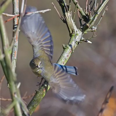De Blauwstaart in vlucht.
Exif: 1/1250, F8, ISO 800, 500 mm op statief.