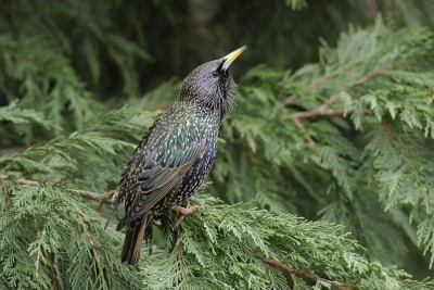 "Papa, wat zit daar een mooie vogel"zei mijn jongste zoon op zijn verjaardag. Het bezoek keek wat vreemd op toen de vogel door het geopende raam werd gefotografeerd.....
Spreeuwen zijn gewoon mooi!

Nikon D-200, 300mm/f4 + 1,4 x converter