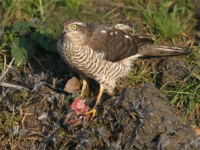 Bij het benaderen van deze sperwer, die aan een slootrand in de Eempolder van zijn ontbijt zat te genieten, heb ik een beroep moeten doen op vogelpsychologie (veldervaring) om deze vogel in open veld te benaderen, een paar foto's te nemen en mezelf terug te trekken om de vogel ongestoord door te laten eten.