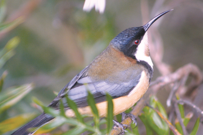 Hovers when feeding and has audible wing beating like a Hummingbird. they frequent forests, woodland, gardens and wherever there are nectar bearing blossoms.