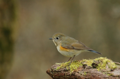 vandaag voor de tweede keer geweest en het blijft genieten.
De blauwstaart komt steeds meer in conflict met de aanwezige
roodborst,maar begint al aardig tegengas te geven.