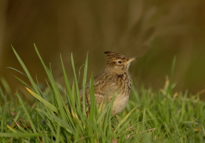 Een beetje zon laat de vogels veel beter tot hun recht komen.