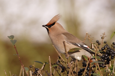 F 8  1/400 sec.  -0,33 EV
het blijven prachtvogels