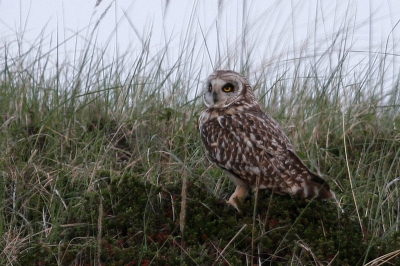 Eentje van vorig jaar. Toevallig vanuit de auto gespot. het was al bijna donker. Mijn eerste velduil en dan ook nog redelijk op de foto, mijn dag kon niet meer stuk!
Canon 20D F5.6 1/125sec 400mm