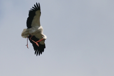 Best wel knap, vliegen en knagen aan je poot! 

Canon 20D, Canon LIS400, 1/1600 sec., F5,6, ISO200