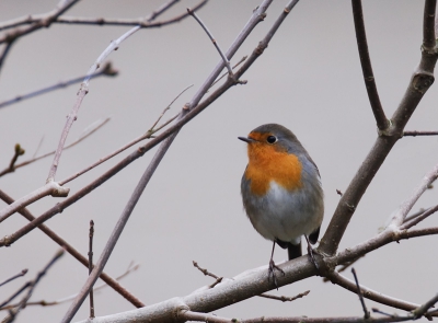 Deze roodborst heb ik bij mij in de achtertuin op de foto gezet. Eigelijk meer om e.e.a. uit te proberen, maar ik vond hem toch wel aardig. Ik ben benieuwd wat jullie ervan vinden, en wat voor verbetering vatbaar is ?
Foto is gecropt en er is een takje weggehaalt wat achter de roodborst langsliep.

420mm  
1/80  
f7.1  
+2/3  
400ISO