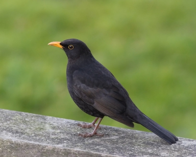 Gewoon een merel vanaf het balkon. Wel mooi belicht vond ik zelf, en met een  rustige achtergrond.