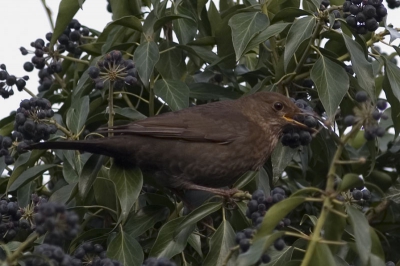 De merels eten nu graag van de vruchten van de klimop
