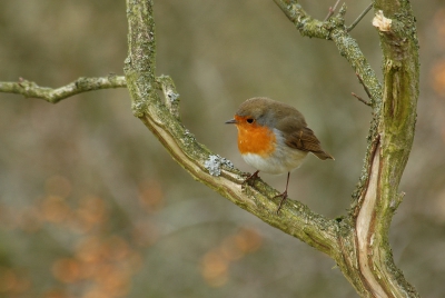 Deze roodborst is degene die het constant aan de stok had met de blauwstaart.