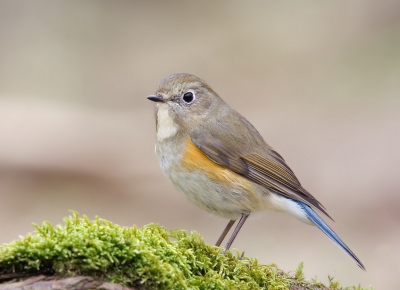 Toch nog een plaatje van de blauwstaart. Vind deze zelf erg mooi. 1/100 f7.1 iso200 -1/3 stop.