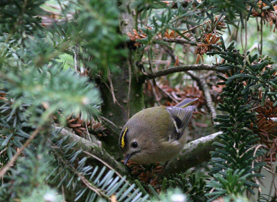 Meestal zitten ze hoog in de dennebomen, deze keer gelukkig voor mij in een taxus.