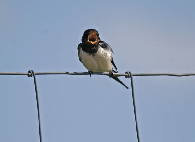 Zouden die vliegen nu vanzelf naar binnen vliegen?

Canon D20, 1/1600 sec., F5,6, ISO200, 400 mm.