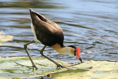 The Comb-crested Jacana is an appealing bird that is found commonly on suitable ponds and lagoons in the Brisbane area.