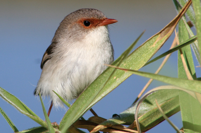 just one more and final fairy-wren shot. This is an immature female taken in the early morning.