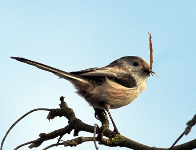 Mijn eerste foto met mijn nieuwe lens.
Verder ook de eerste keer dat ik in Raw schiet, wel enorm wennen zeg!

Canon 400mm 5,6 op f8 1/640s op ISO200.

Ik heb een takje weggehaald met de cloning tool in photoshop en verder Auto-levels gedaan.

Enige tips ter verbetering?