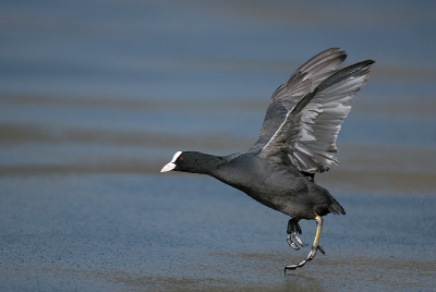 Gemaakt met D200, 200-400 AF-S 4.0 VR en monopod
op 400mm, ISO250, F4.0, 1/2500. Foto is 75% van het origineel en dus 7,5 Mpixels groot.

De foto van deze meerkoet heb ik gemaakt in een stadspark in Eindhoven (Henri Dunant park). Hij wilde net opvliegen over
het ijs en op het moment van "lift off" heb ik deze foto gemaakt. Op 5 maart 2006 lag er dus nog ijs op het water.
Tevens brak het zonnetje nog net door voor zonsondergang.

Gr., Andrew