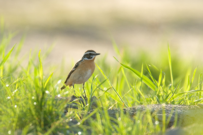 Ik upload liever recent werk, maar vind dit wel een leuke soort en hem lekker in het veld staan (met tegenlicht).

D200, 200-400 4.0 VR + TC 1,4 @ 550mm, ISO 400, F7.1, 1/200 (20% cropped)