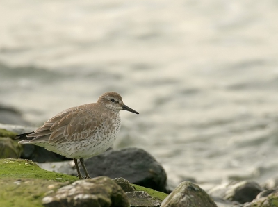 Vorig weekend lekker even naar Brouwersdam geweest. De vogels waren niet zo heel makkelijk benaderbaar.....deze bleef toch nog even zitten, zodat ik wat foto's kon maken.