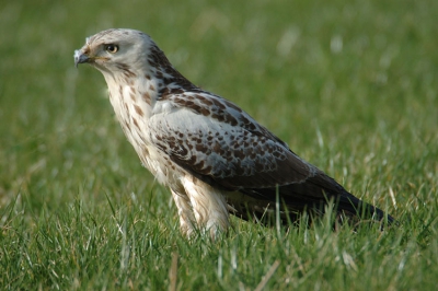 Mooie lichte Buizerd.
Gemaakt met Nikon D70 200-400VR en TC-20EII