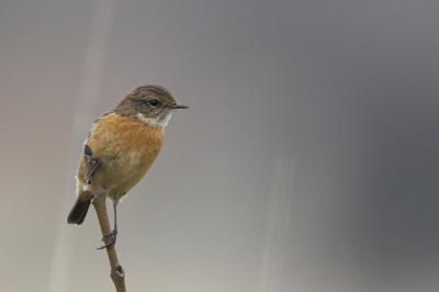 Dit vrouwtje laat zich beter en beter  fotograferen al  naar gelang de winter (?) vordert